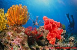 Lionfish gliding through soft corals on Zamami, Okinawa by John Chandler 